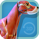 Visual Canine Anatomy 3D - lea