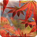 Autumn Tree Live Wallpaper